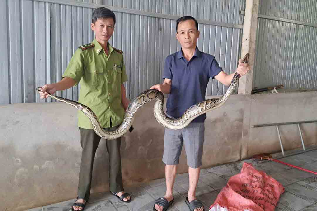 A 7kg python was handed over to forest rangers to be released into Vu Quang National Park. Photo: Tran Tuan.
