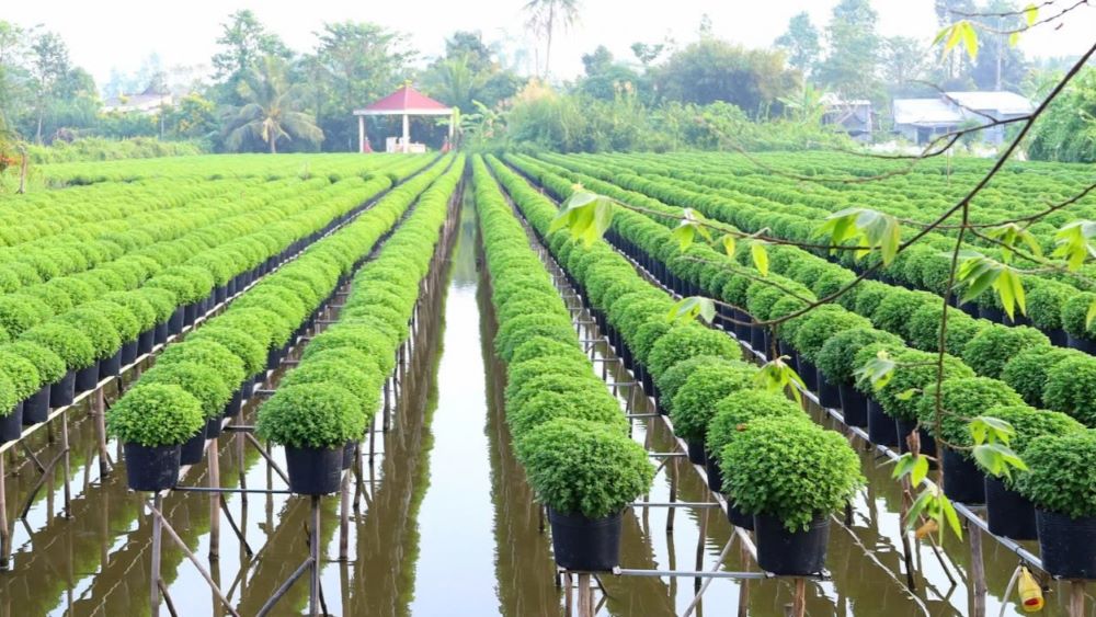 Nganh nong nghiep khuyen cao nha vuon trong hoa Tet can thuong xuyen theo doi tinh hinh thoi tiet. Anh: Bich Ngoc.