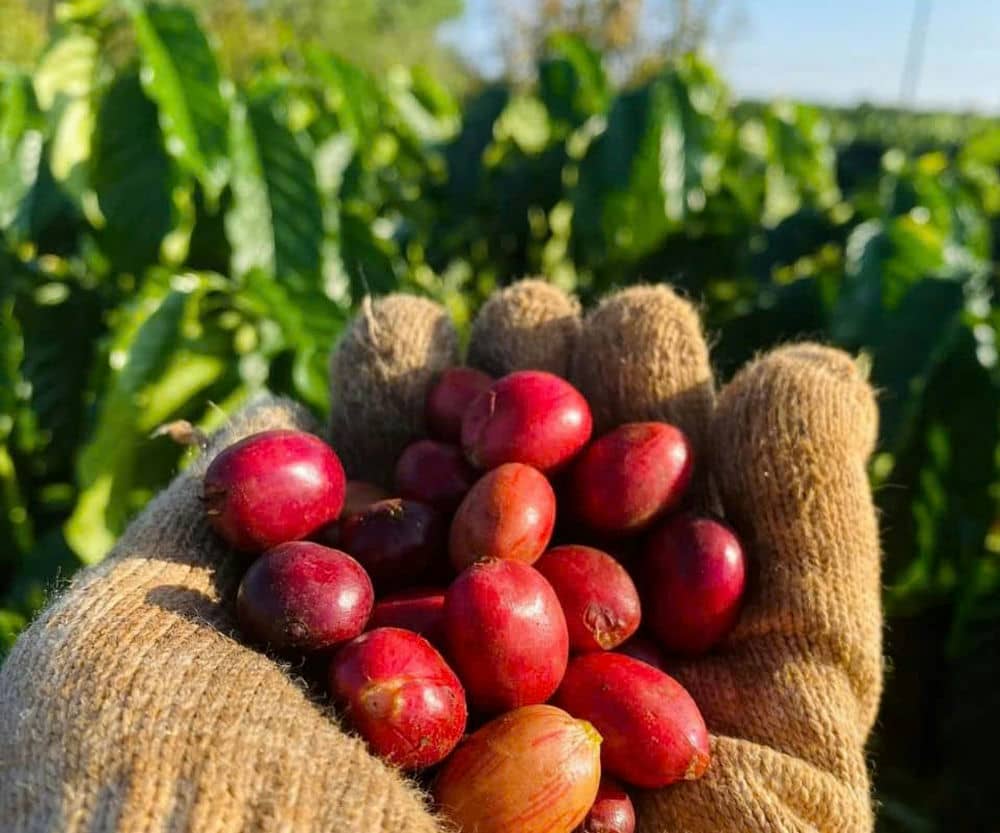 Gia Lai needs to process coffee deeply to gain high profits. Photo: Thanh Tuan