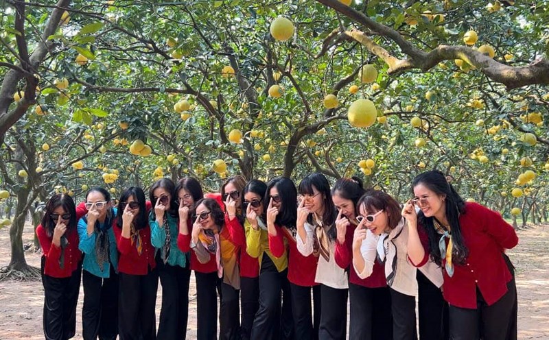 Many tourists enjoy visiting Dien grapefruit gardens in Hanoi. Photo: Hoai Lan