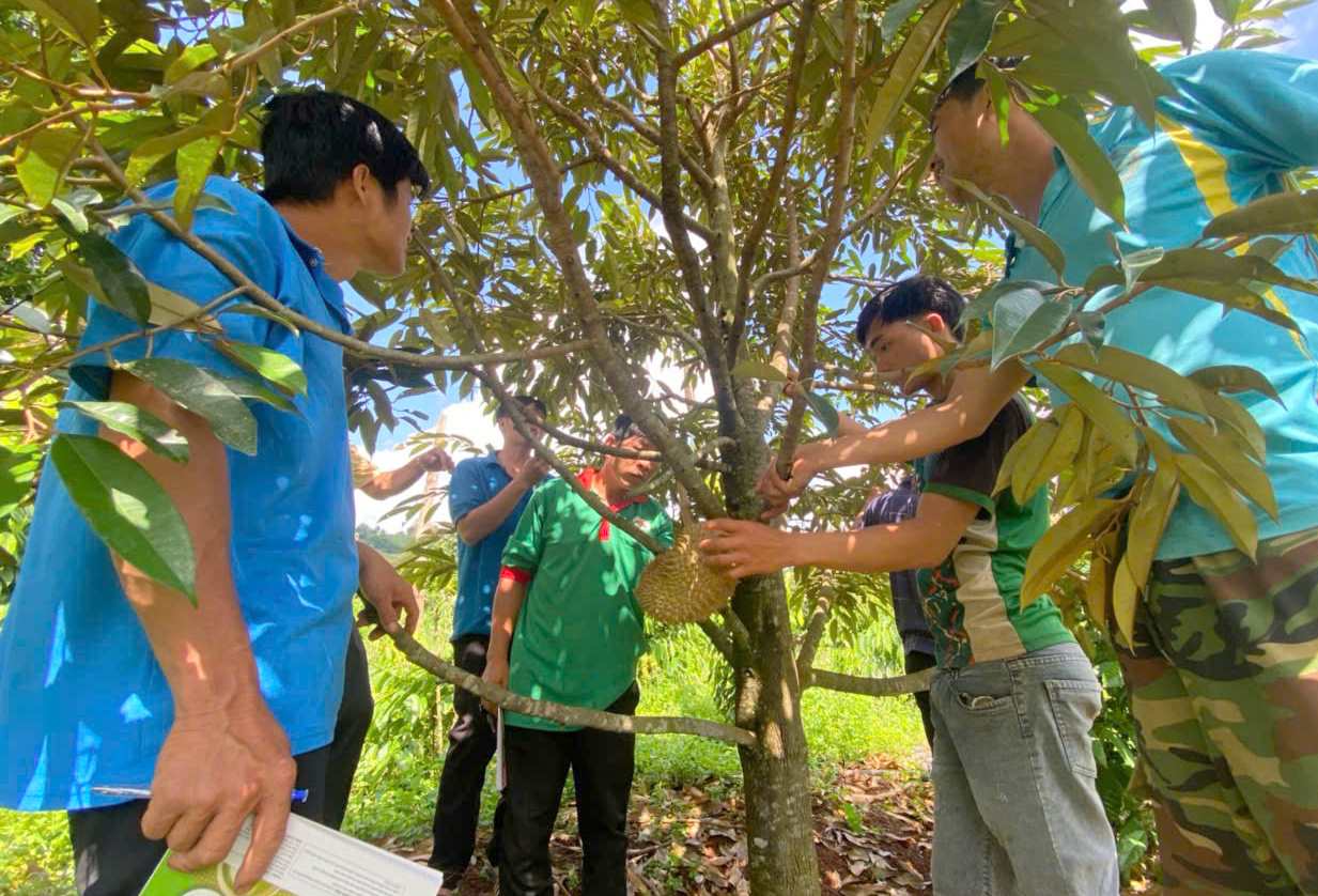 Workers in Dak Nong learn how to grow and care for durian trees. Photo: Lam Hong