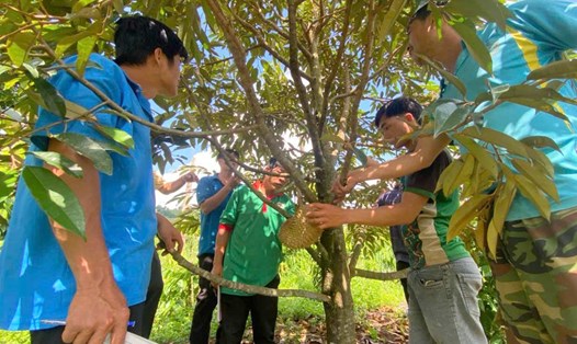 Người lao động ở Đắk Nông học nghề trồng và chăm sóc cây sầu riêng. Ảnh: Lam Hồng
