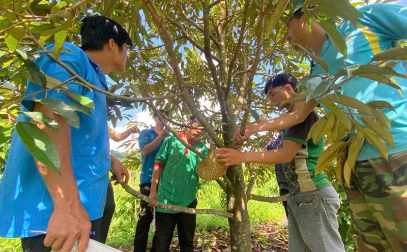 Workers in Dak Nong learn how to grow and care for durian trees. Photo: Lam Hong
