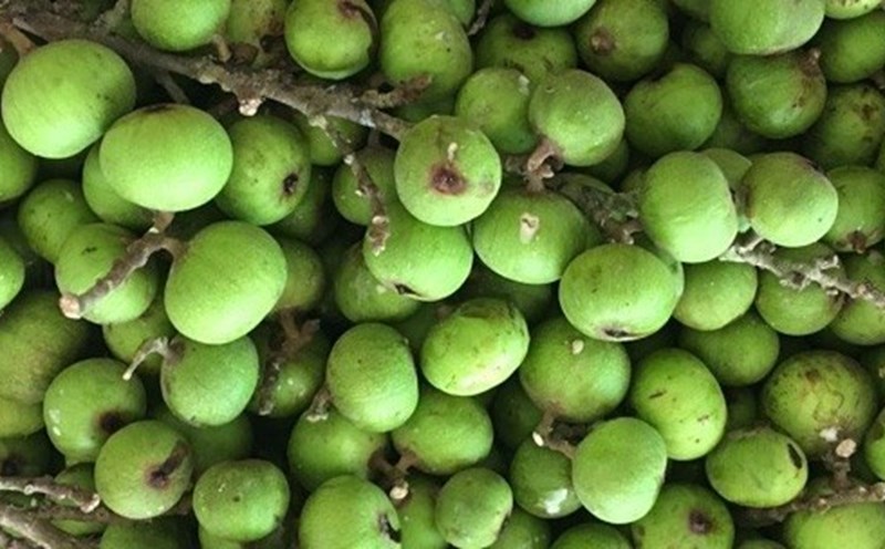 Figs are a familiar fruit but contain rich nutritional value, especially high calcium content. Photo: Pham My.