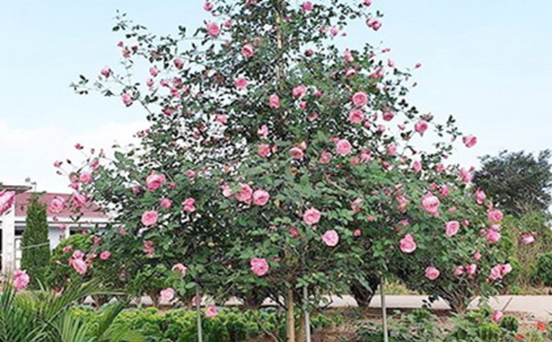 A corner of the Trade Union Flower Garden. Photo: Trade Union