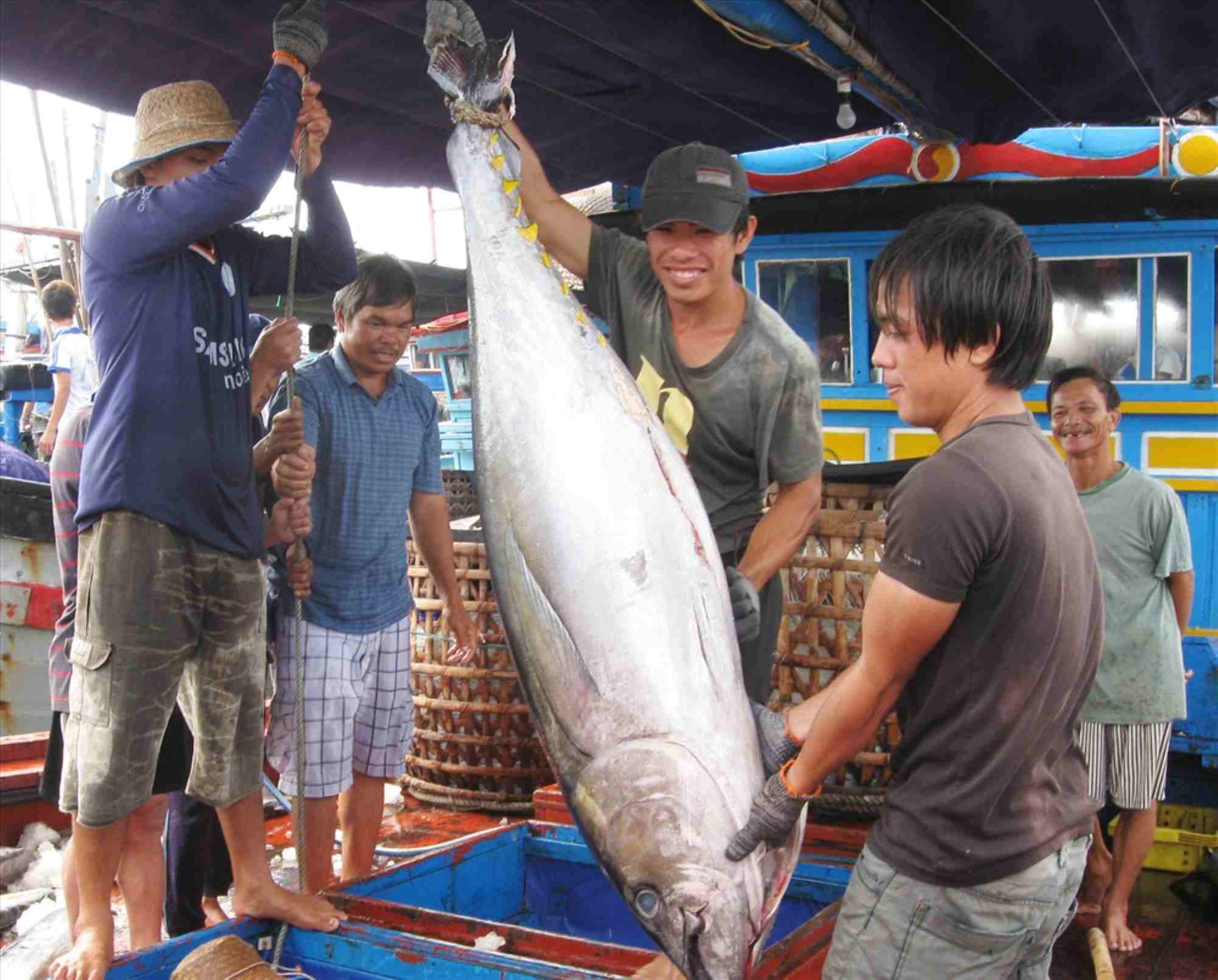 2024 is a year that marks a strong transformation of Vietnam's tuna export industry, not only in terms of turnover but also in market and product diversification. Photo: Ngo Nguyen