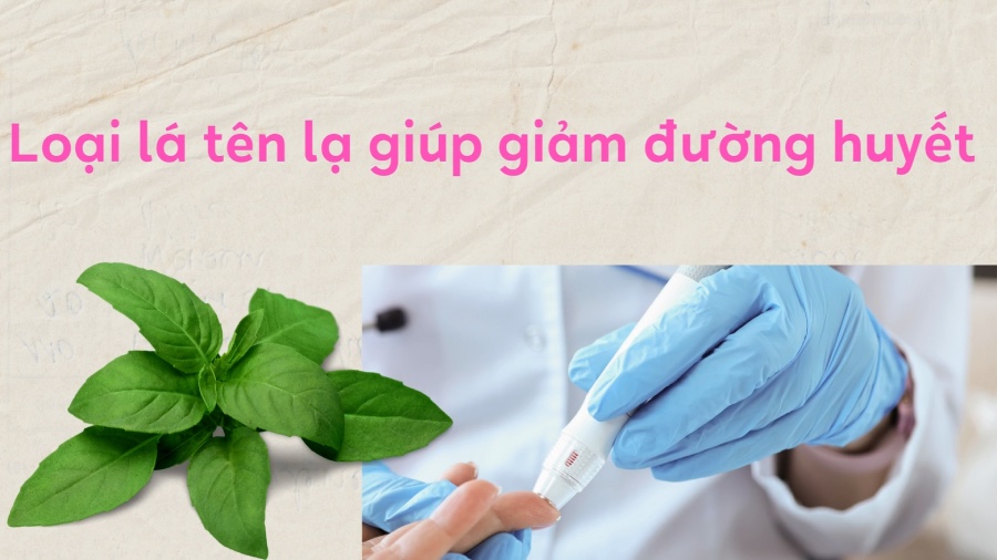 A strange leaf helps reduce blood sugar. Graphics: Phuong Anh