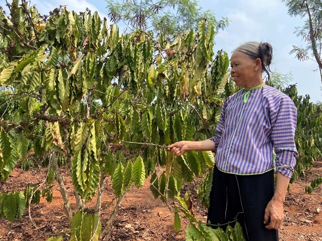 A coffee garden of Dak Nong people shows signs of wilting leaves and dry branches due to lack of irrigation water. Photo: Phan Tuan
