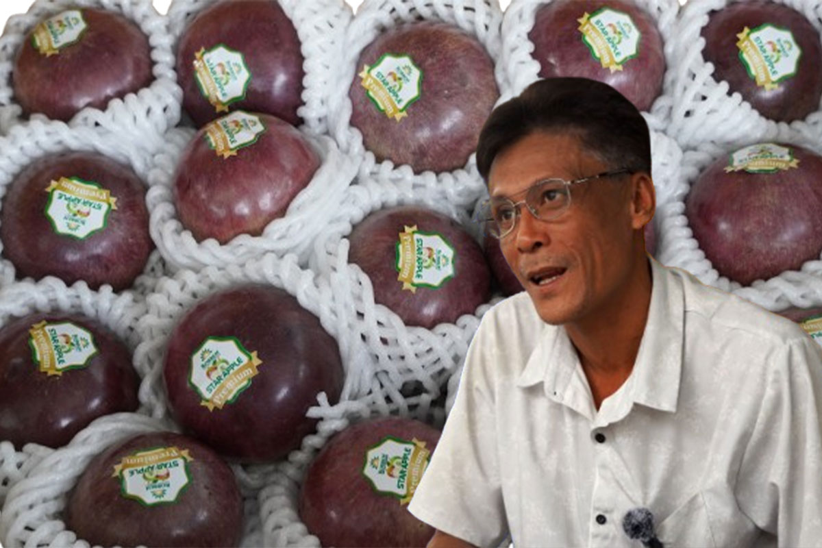 Purple star apples in Soc Trang are continuously exported to the US, Australia, etc.