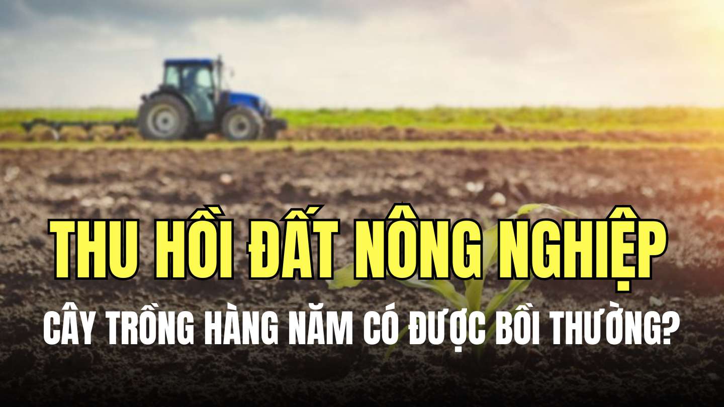 Khi tiến hành thu hồi đất mà phần đất nông nghiệp bị thu hồi có trồng cây hàng năm gây thiệt hại đối với hộ gia đình thì cơ quan nhà nước sẽ bồi thường. Đồ họa: Minh Thương