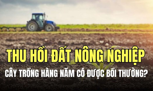 Khi tiến hành thu hồi đất mà phần đất nông nghiệp bị thu hồi có trồng cây hàng năm gây thiệt hại đối với hộ gia đình thì cơ quan nhà nước sẽ bồi thường. Đồ họa: Minh Thương