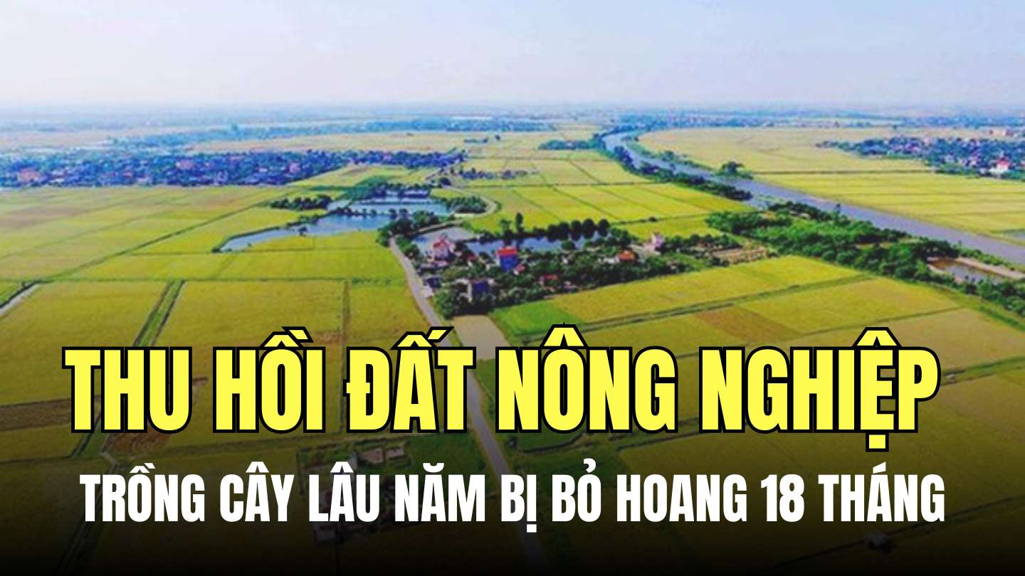 Đất nông nghiệp dùng trồng cây lâu năm nếu bị bỏ hoang trong 18 tháng liên tục sẽ bị thu hồi. Đồ họa: Minh Thương
