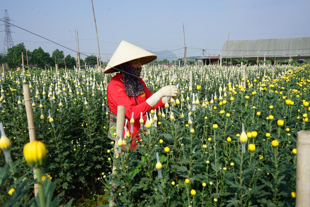 People in Dong Cuong flower village are busy taking care of flowers, ready to serve people to celebrate Lunar New Year. Photo: Quach Du