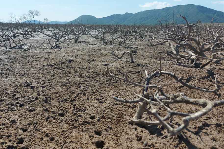 The cause of the mass death of mangrove forests in Ha Tinh has been identified and solutions have been proposed. Photo: Tran Tuan.
