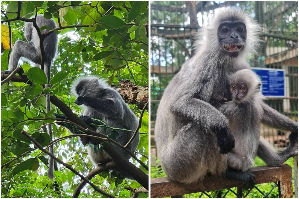 Silvered langurs are being raised in the ancient cage area in the Saigon Zoo. Photo: Provided by Saigon Zoo.