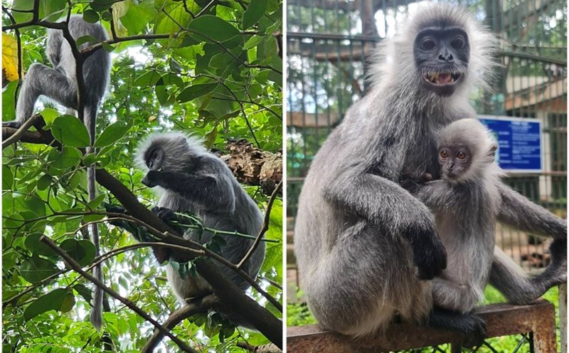 Silvered langurs are being raised in the ancient cage area in the Saigon Zoo. Photo: Provided by Saigon Zoo.