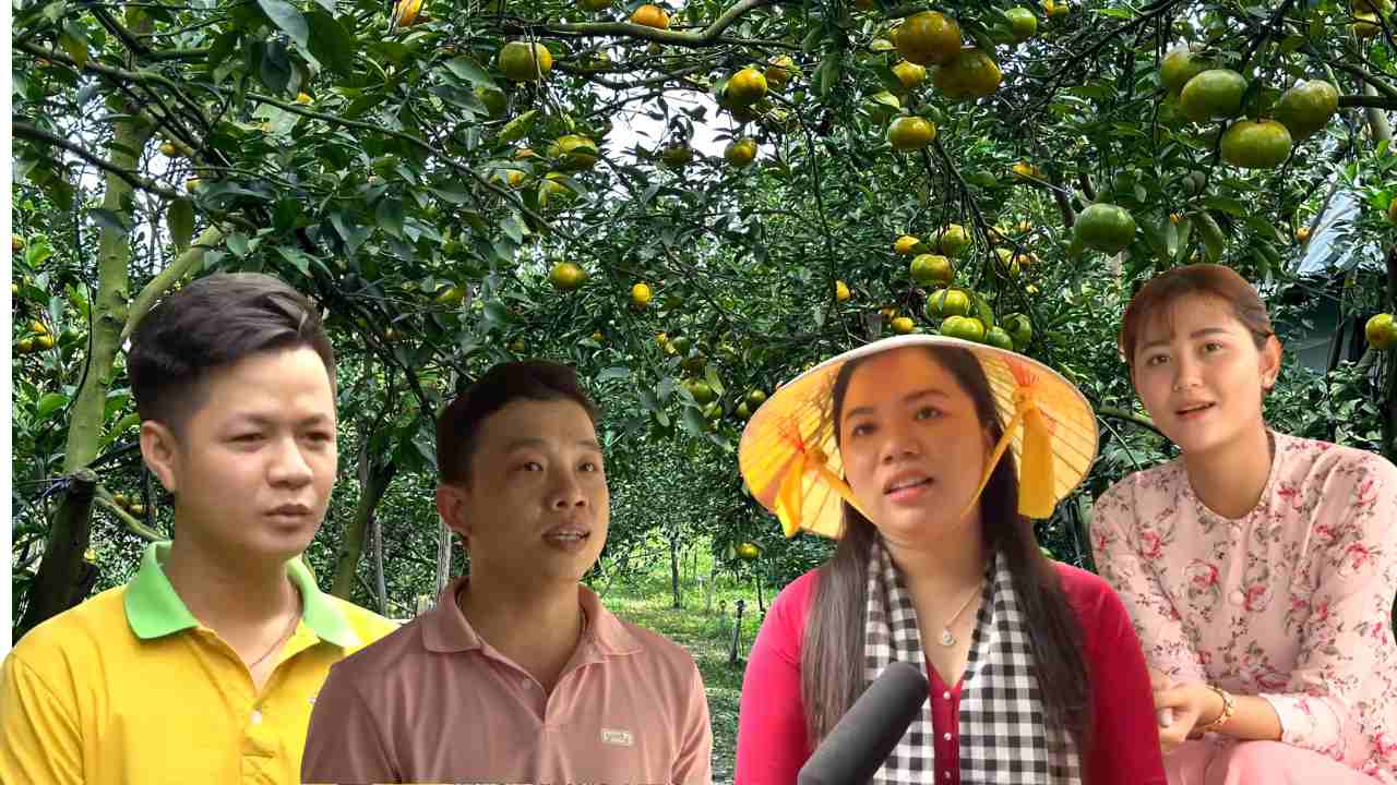 Lai Vung pink grapefruit changes its look for tourism in 2025. Photo: Hoang Loc