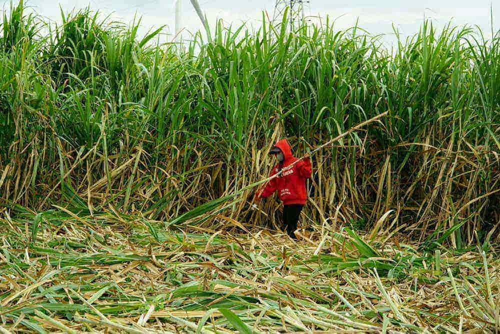 Lacking land for production, people in Krong Pa and Ia Pa districts... in Gia Lai mainly work as hired laborers and harvest sugarcane. Photo: Thanh Tuan