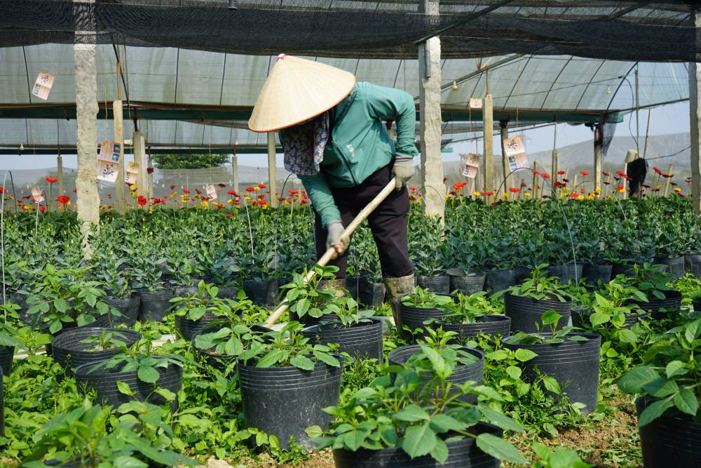 Nguoi dan o lang hoa Dong Cuong hoi ha cham soc hoa, san sang phuc vu nguoi dan don Tet Nguyen dan. Anh: Quach Du