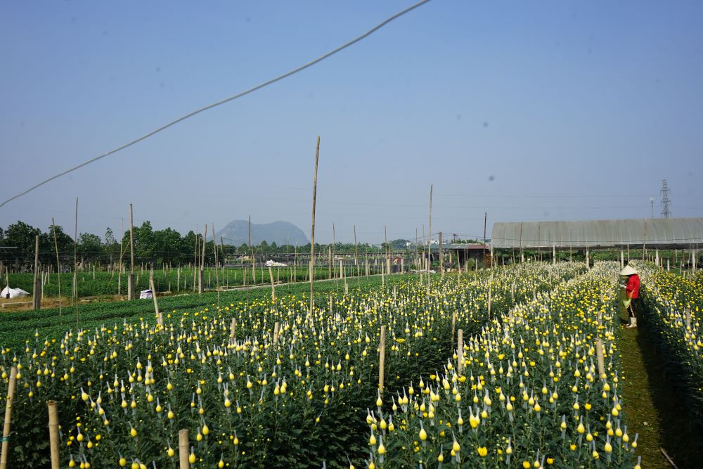 Nhung ruong hoa rong lon o phuong Dong Cuong, TP Thanh Hoa. Anh: Quach Du