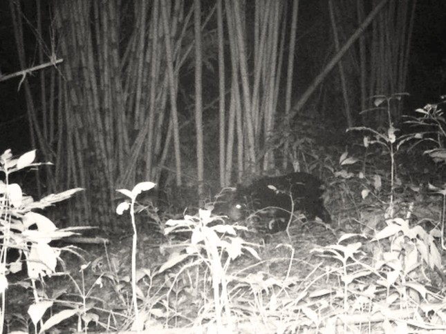 Gau ngua di chuyen trong dem, bi bay anh phat hien chup duoc. Anh: VQG Chu Mom Ray