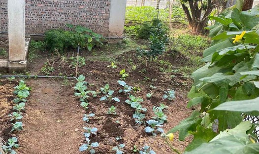 Nhiều căn biệt thự bỏ hoang trở thành nơi trồng rau. Ảnh: Nhật Minh