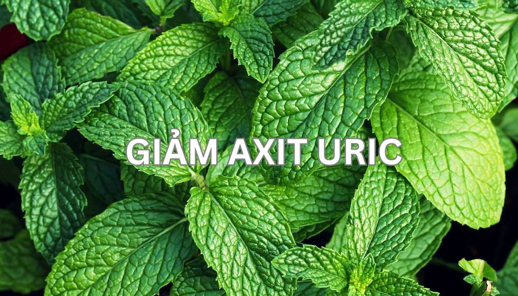 You may not know that mint helps reduce uric acid effectively.