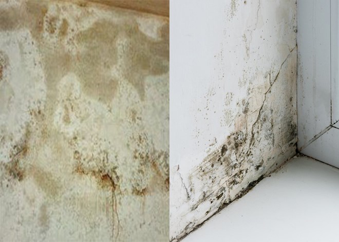 Using bleach on mold can create a toxic environment. Graphics: Huynh Phuong