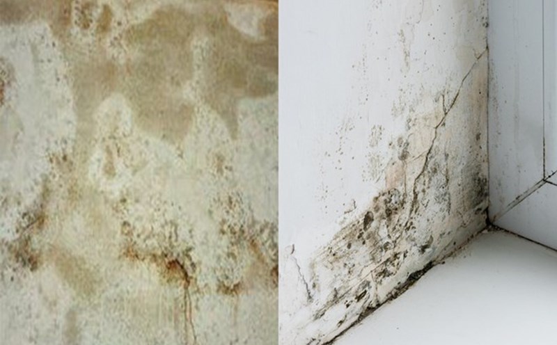 Using bleach on mold can create a toxic environment. Graphics: Huynh Phuong