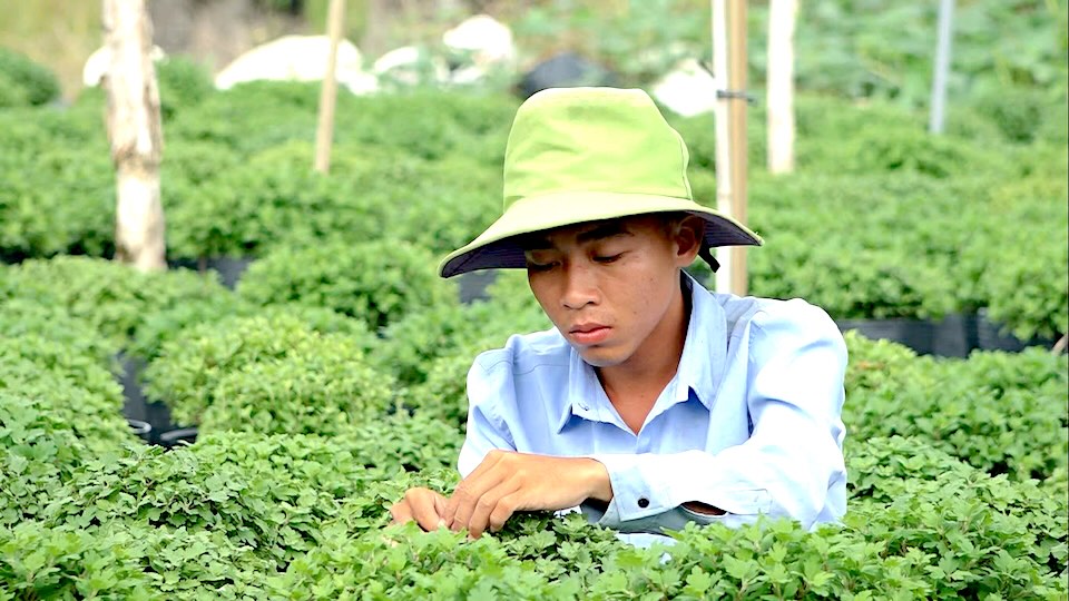 Farmers of Sa Dec Flower Village are cutting off the last shoots of Korean chrysanthemums, preparing to process the plants for flowering. Photo: Thanh Thanh