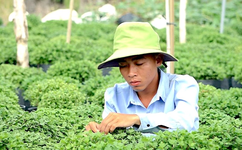 Farmers of Sa Dec Flower Village are cutting off the last shoots of Korean chrysanthemums, preparing to process the plants for flowering. Photo: Thanh Thanh