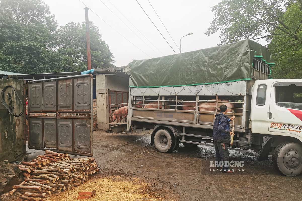 Concentrated slaughterhouse of livestock and poultry in Ha Khanh ward, Ha Long city. Photo: Doan Hung