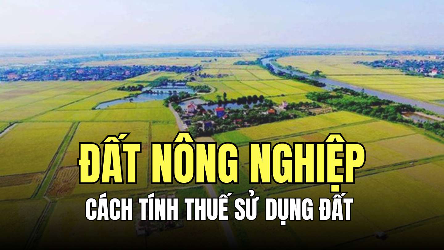 Trong trường hợp đặc biệt, thuế có thể thu bằng thóc do Chủ tịch Ủy ban nhân dân tỉnh, thành phố trực thuộc Trung ương quyết định. Đồ họa: Minh Thương
