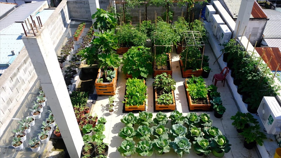 Khanh Hoa and many localities across the country are building safe vegetable production areas. Photo: Anh Minh