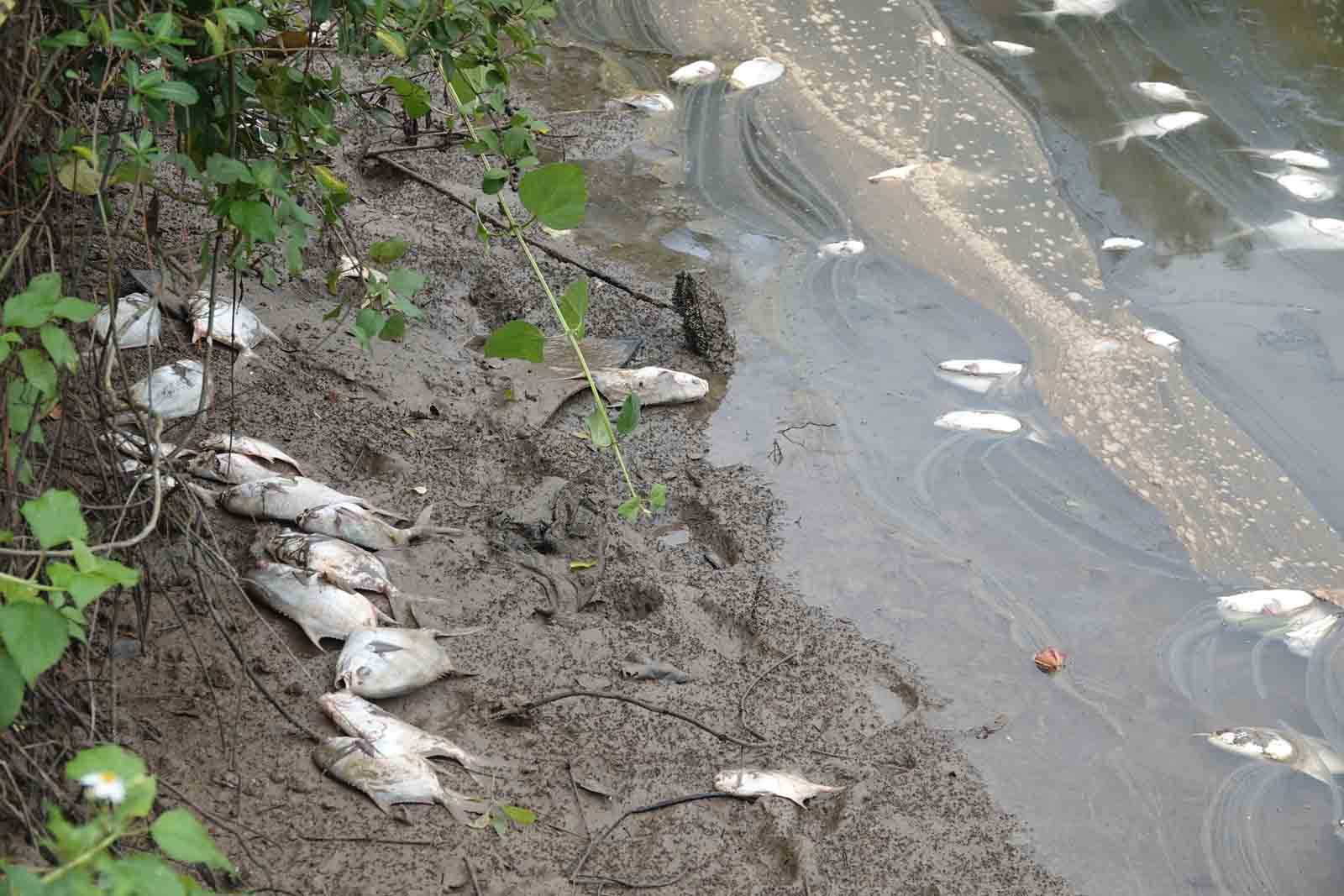Dead fish floated white in the lake, washed ashore and gave off a foul smell. Photo: Tran Tuan.