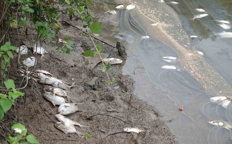 Dead fish floated white in the lake, washed ashore and gave off a foul smell. Photo: Tran Tuan.