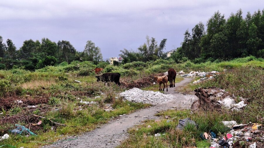 After 16 years of implementation, the 60-hectare Vina Universal Paradise commercial and service urban area project with an investment capital of VND1,200 billion in Quang Ngai has become a place for cattle grazing. The suspended project has left 160 households struggling for 16 years. Photo: Vien Nguyen