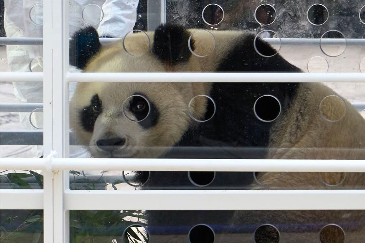 Panda Bao Mei sits in a specially designed cage for the flight. Photo: Xinhua