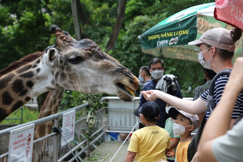 People feed animals at Saigon Zoo and Botanical Garden. Photo: Anh Tu