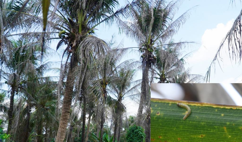 Black-headed caterpillar attacks coconut gardens. Photo: Thanh Nhan