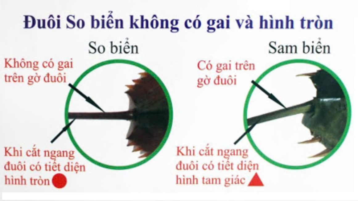 To avoid poisoning, it is necessary to compare the tail - a way to distinguish between sea cucumbers and sea horseshoe crabs. Photo: Thanh An