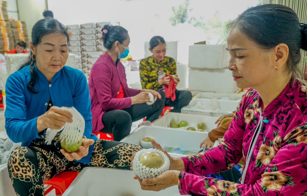 Nho day manh xuat khau, nha vuon trong vu sua o Soc Trang co doi song kham kha. Anh: Phuong Anh