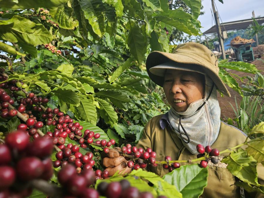 Coffee prices increase, farmers are excited to start the harvest season. Photo: Thanh Quynh
