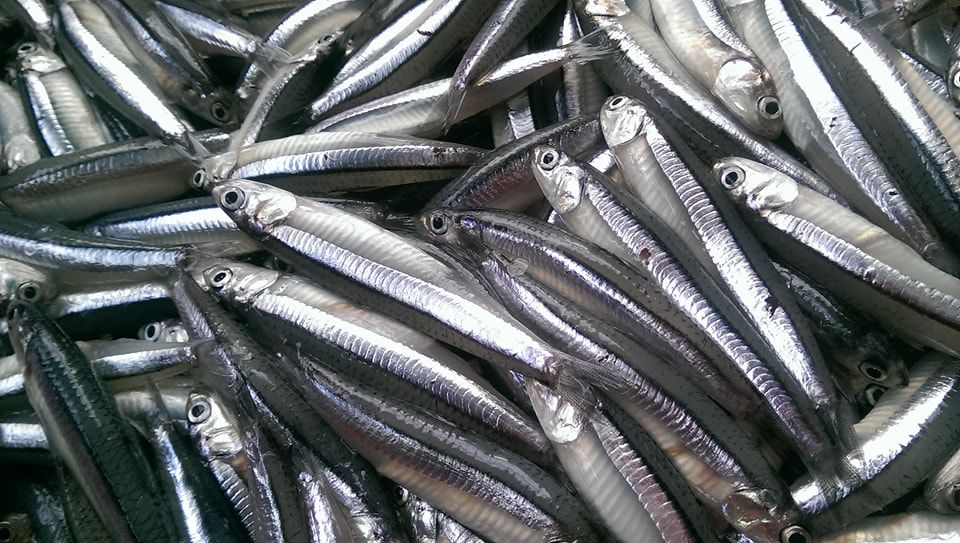 Anchovies are one of the effective sources of omega-3. Photo: Nghia Thanh