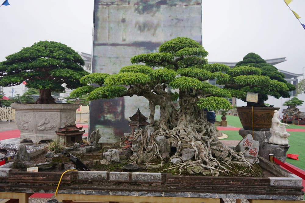 Co rat nhieu cay bonsai co, dep duoc chu nhan dinh gia len toi hang ti dong. Anh: Quach Du 