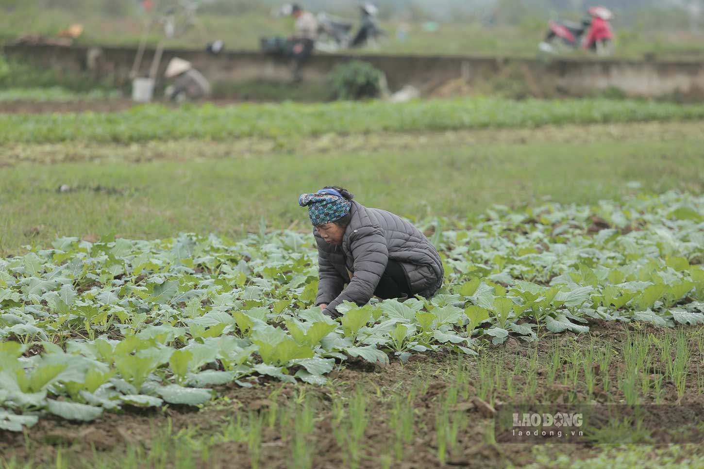 Farmers are busy in the largest vegetable farm in Yen Bai. Photo: Tran Bui