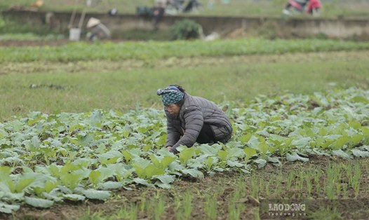 Nông dân tất bật trên vựa rau lớn nhất Yên Bái. Ảnh: Trần Bùi