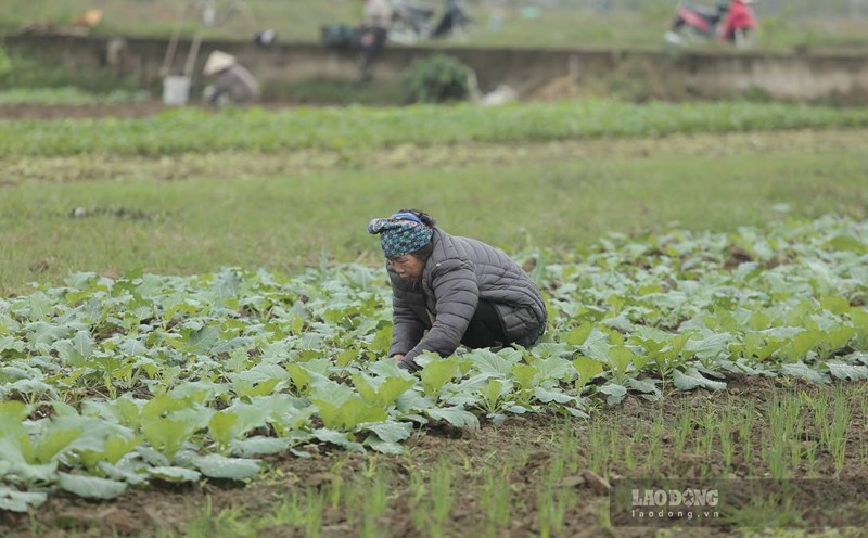 Farmers are busy in the largest vegetable farm in Yen Bai. Photo: Tran Bui
