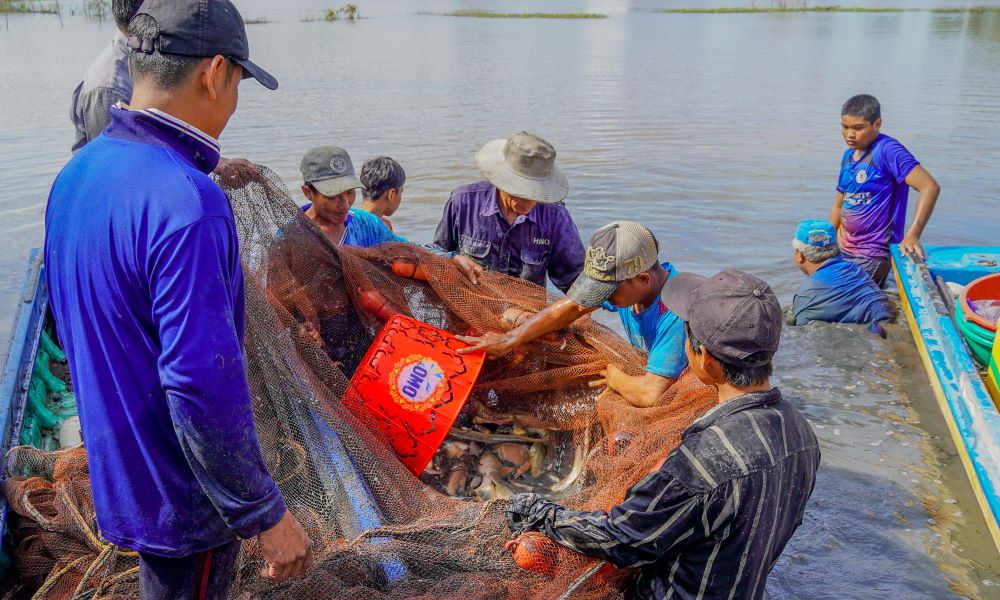 Raising fish in cages helps farmers have a stable income during the flood season.