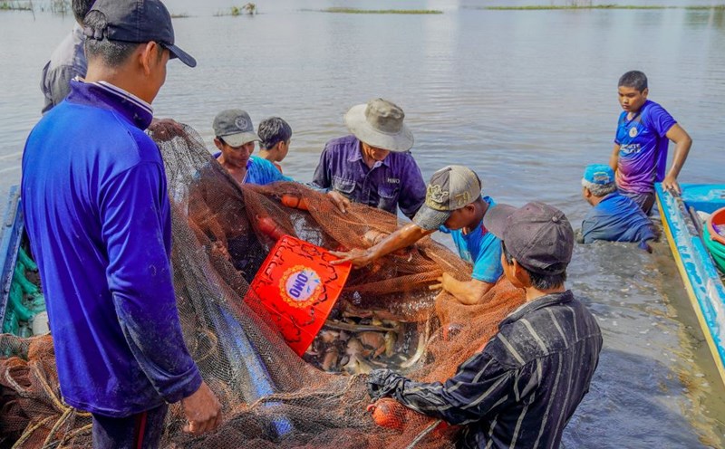 Raising fish in cages helps farmers have a stable income during the flood season.